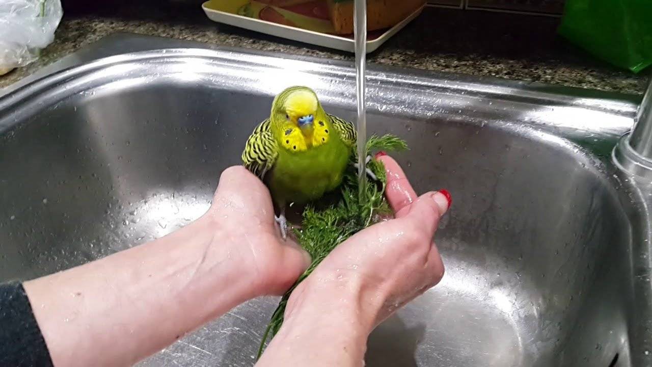 Можно мыть попугаев. Попугай купается. Купальня для попугаев волнистых. Волнистый попугай купается. Попугай купается в ванночке.