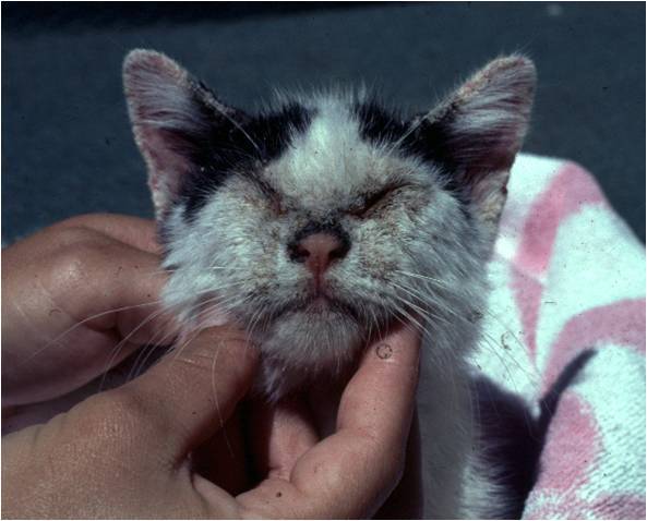 Нотоэдроз или зудневая чесотка у кошек