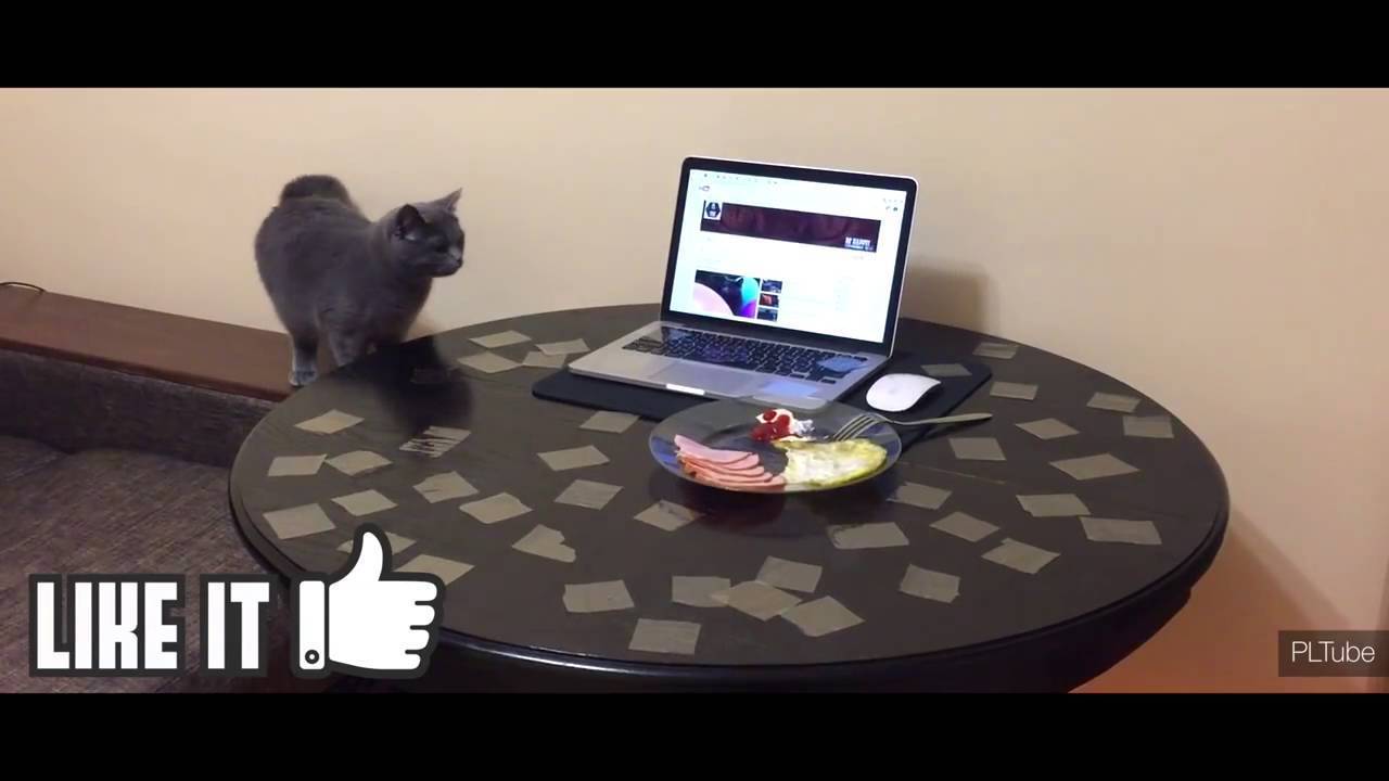 Как отучить кошку воровать еду со стола?