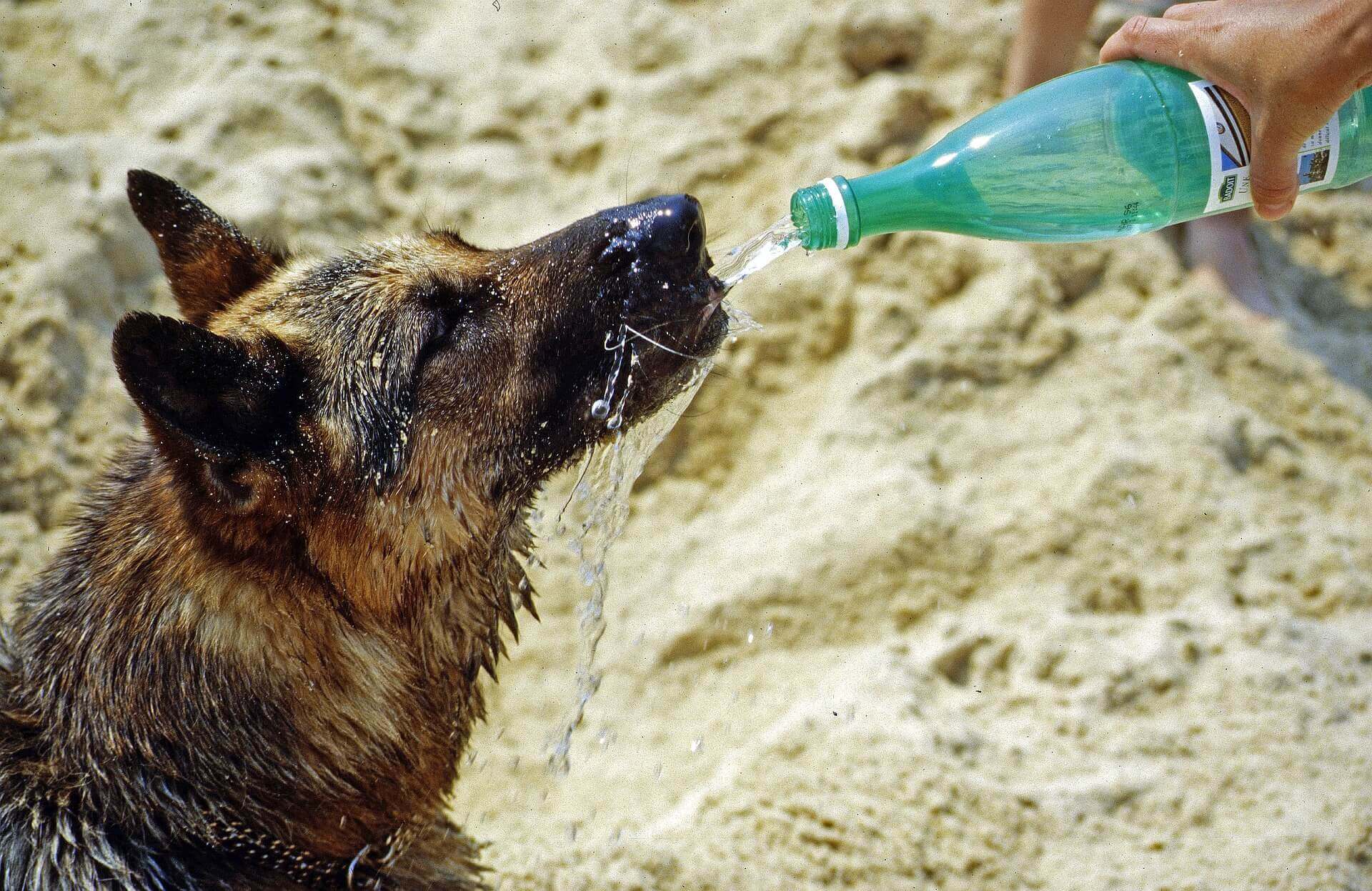Ветеринары предупреждают: в жаркую погоду животные сильно страдают