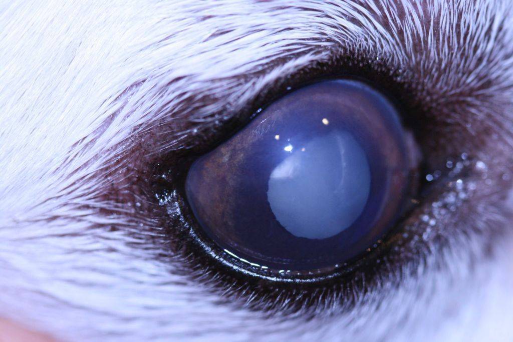 Наличие катаракты у кошек – диагноз, требующий незамедлительного лечения