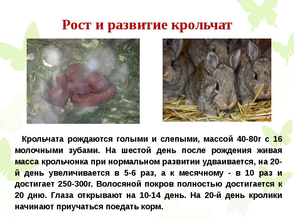 Сколько длится беременность у кроликов: признаки беременности, поведение крольчихи перед окролом и связанные с беременностью проблемы