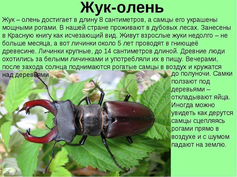 Жук-рогач - виды, строение, образ жизни