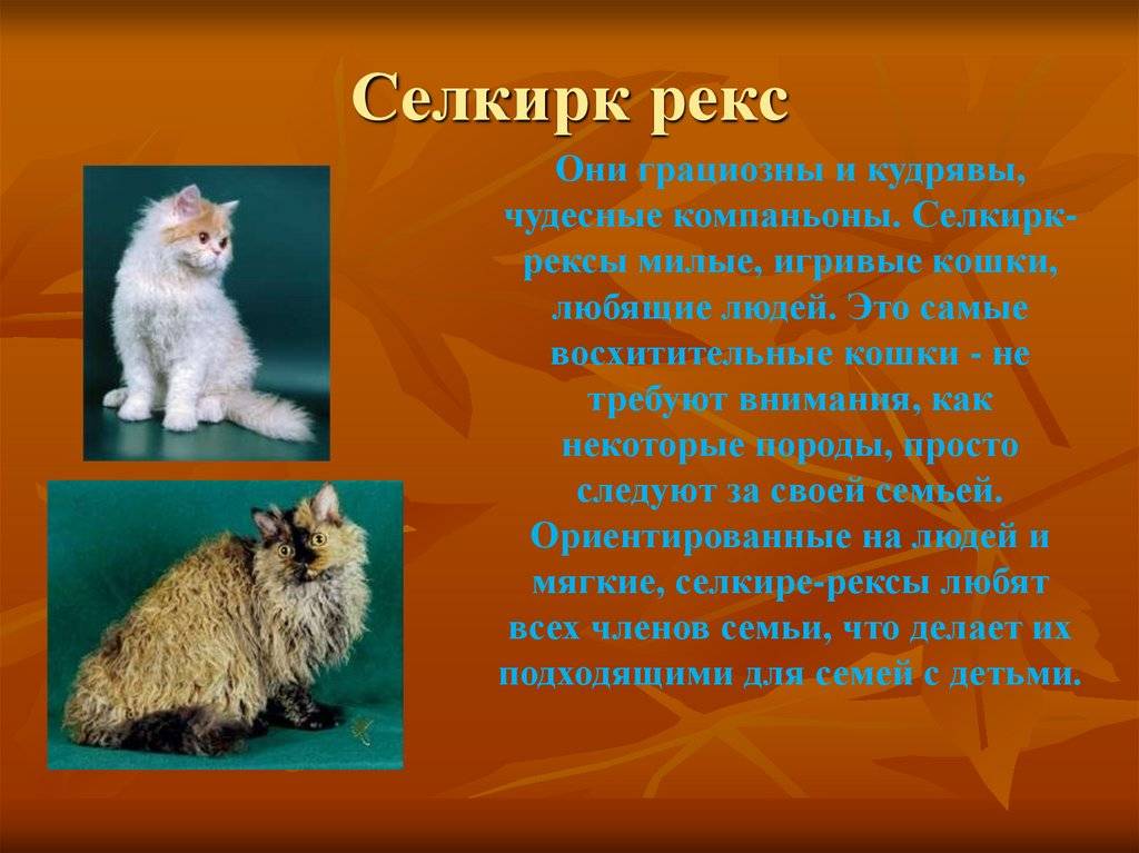 Кошка корниш-рекс: описание породы, характер, уход, отзывы