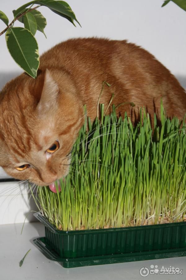 Трава для кошек: какую едят и как вырастить в домашних условиях