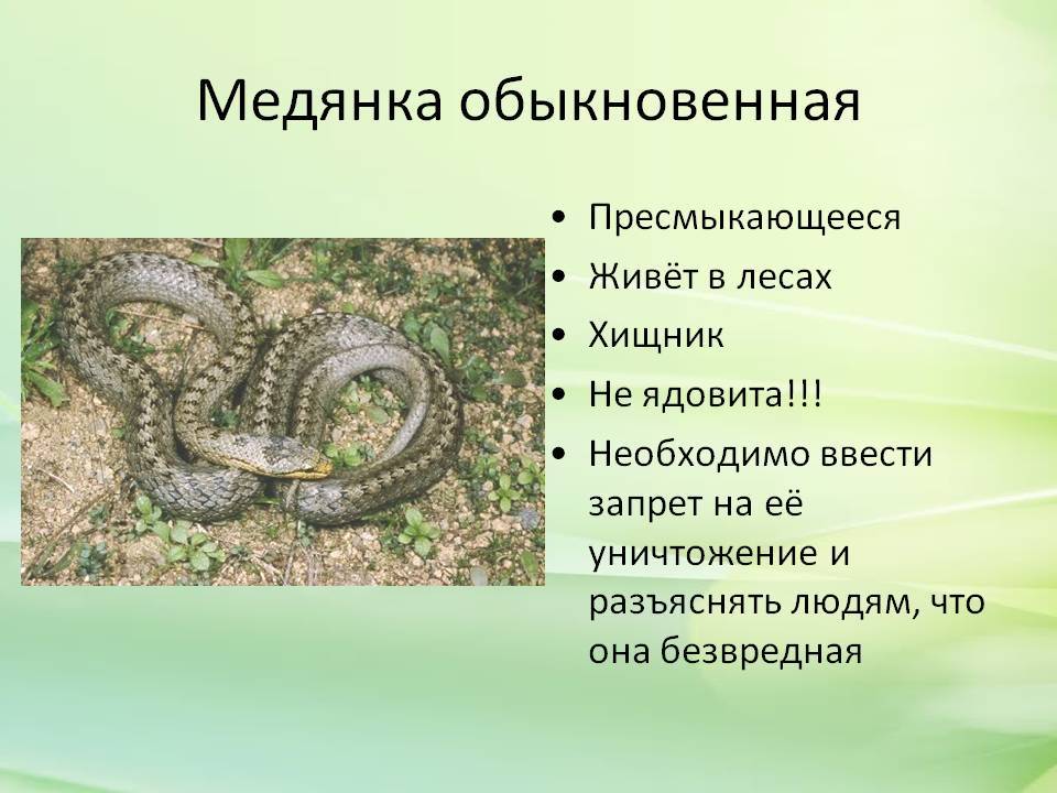 Обыкновенная медянка | энциклопедия домашних животных
