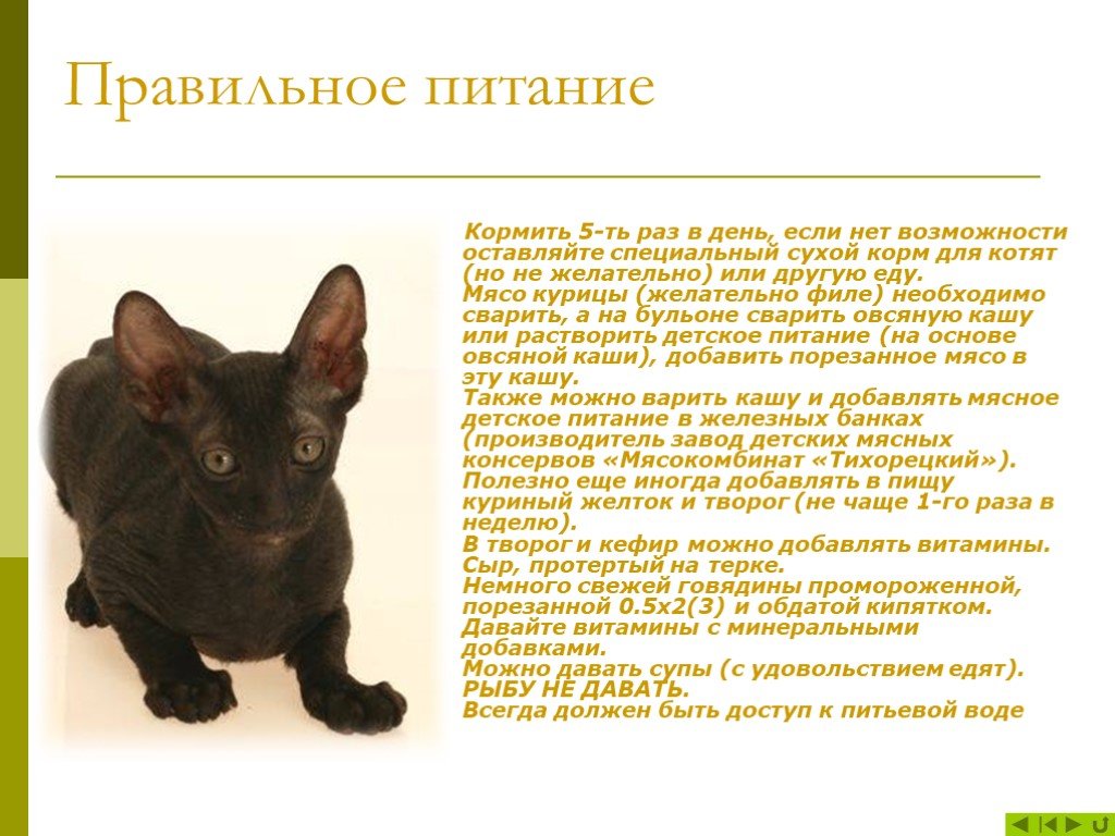 Корниш-рекс: кот без забот - все о породах кошек с описанием, фотографиями и названиями.все о породах кошек с описанием, фотографиями и названиями.