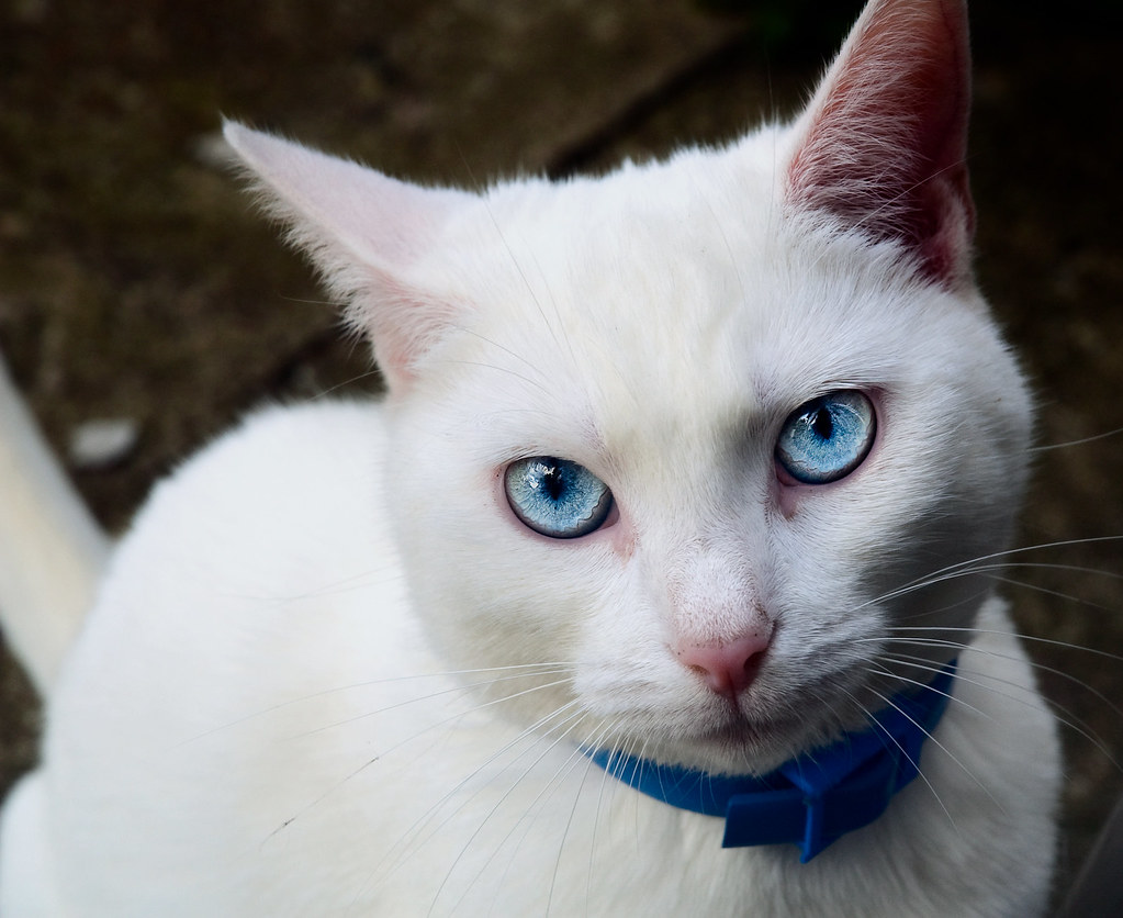 11 пород кошек с голубыми глазами