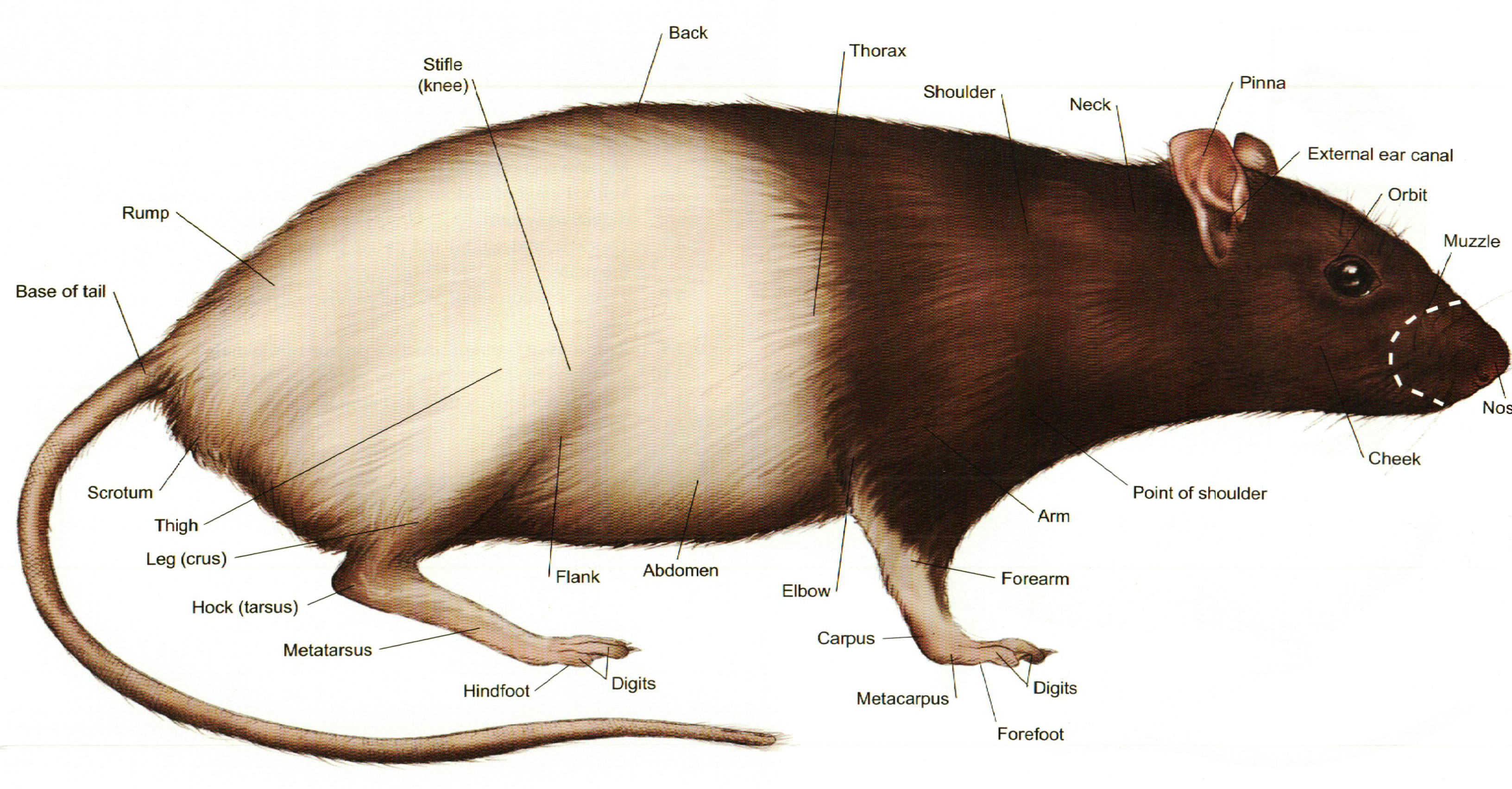 Виды и породы домашних декоративных крыс с фото и описаниями