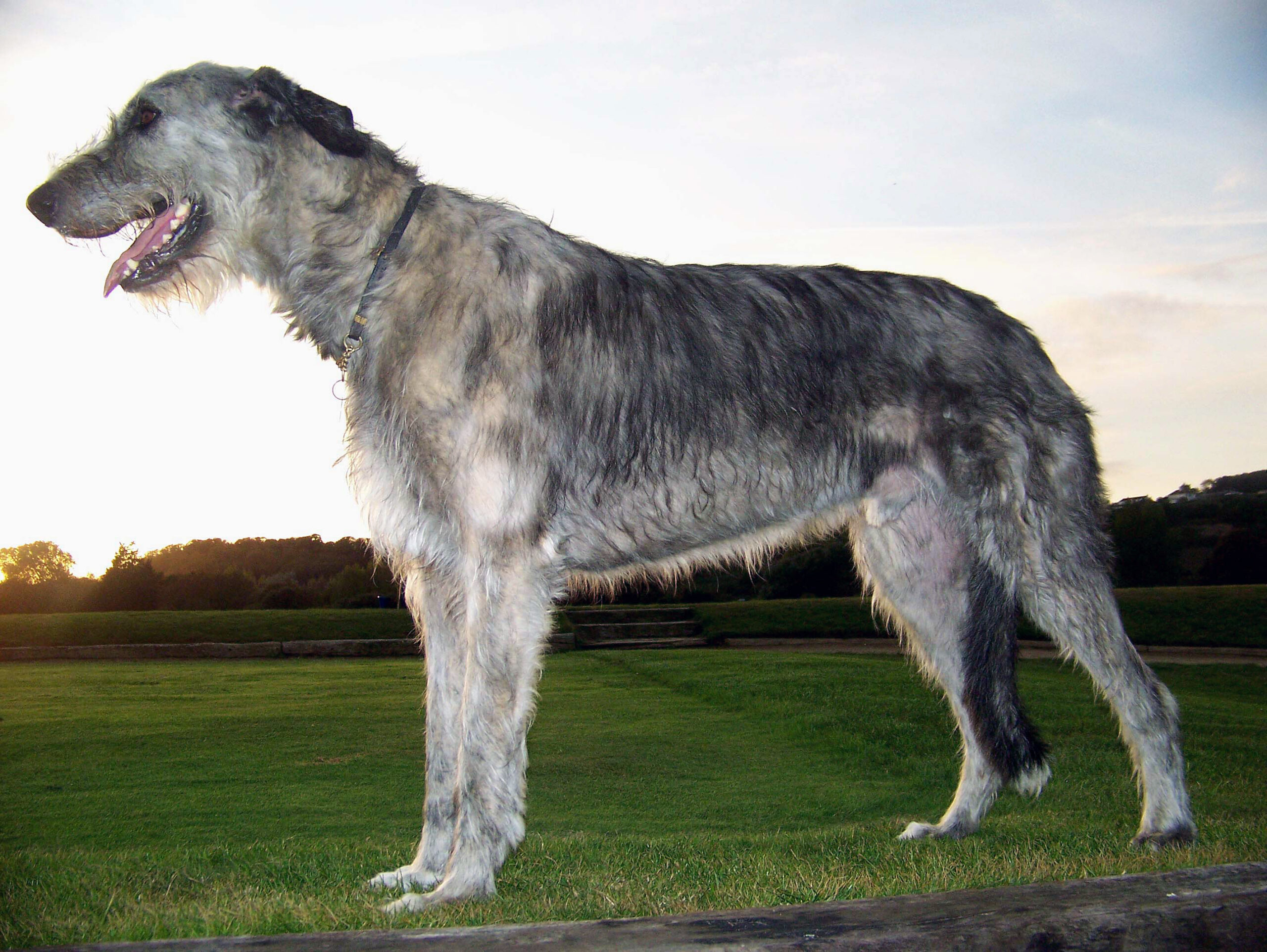 Топ-10: самые крупные породы собак в мире (с фото и описаниями) | «дай лапу»