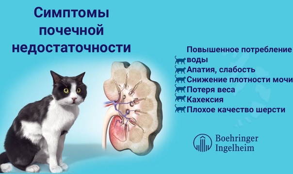 Почечная недостаточность у кошек: лечение, симптомы, прогноз
