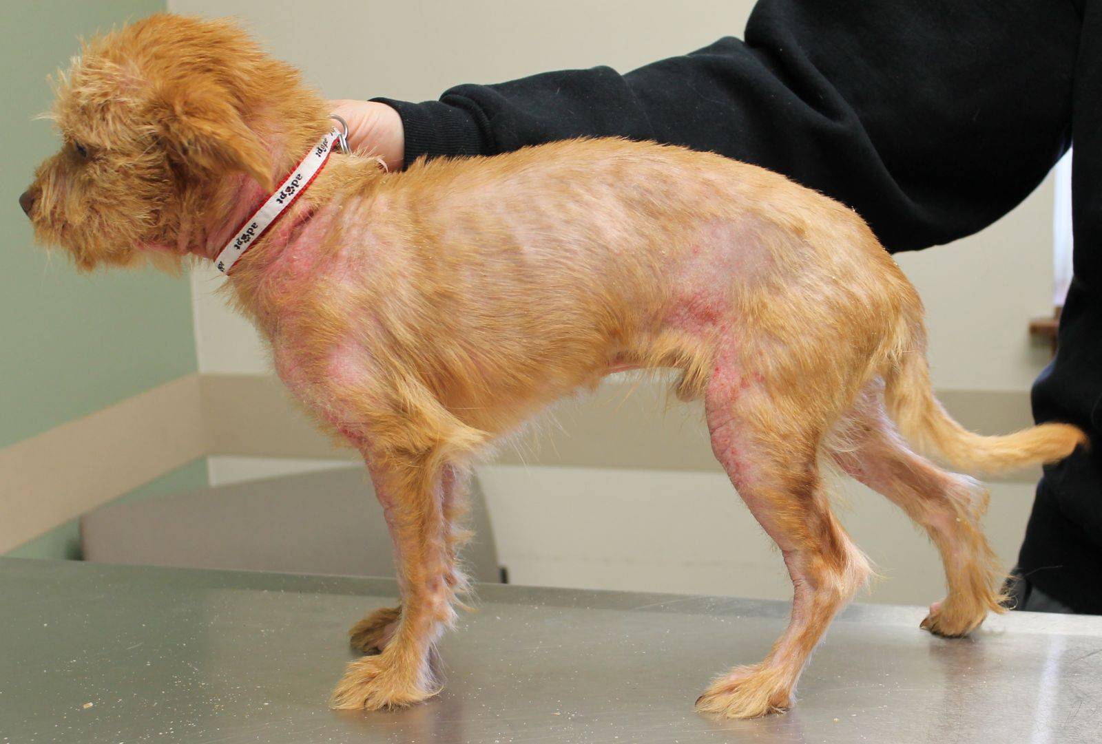 Причины и лечение алопеции у собак