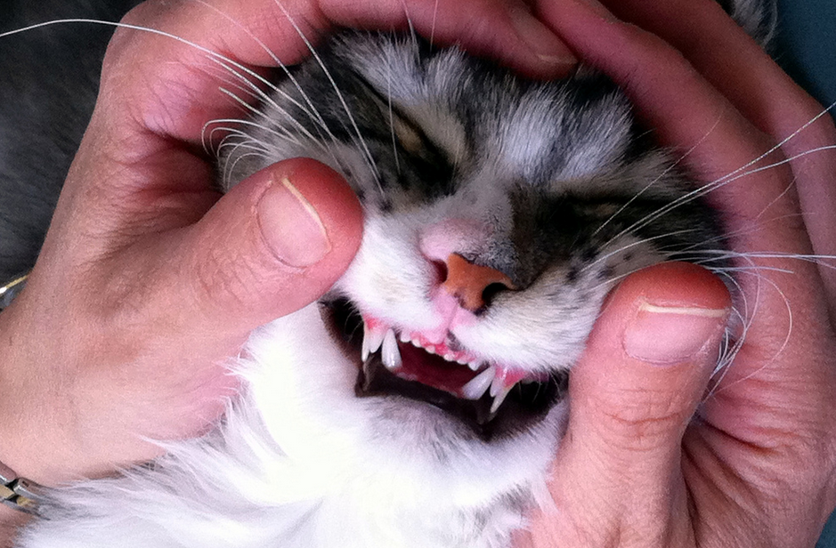 Сколько зубов у кошки — в 5,6 месяцев, в год, взрослой
