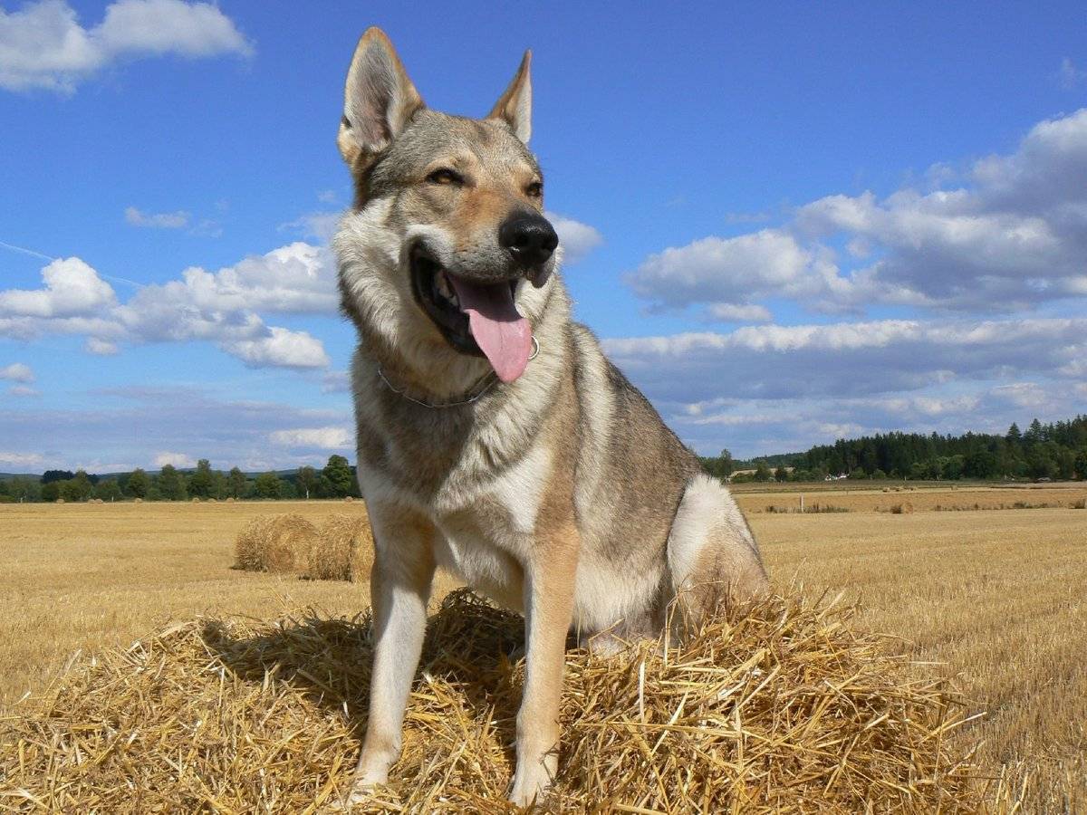 Чехословацкий влчак - описание породы и характер собаки