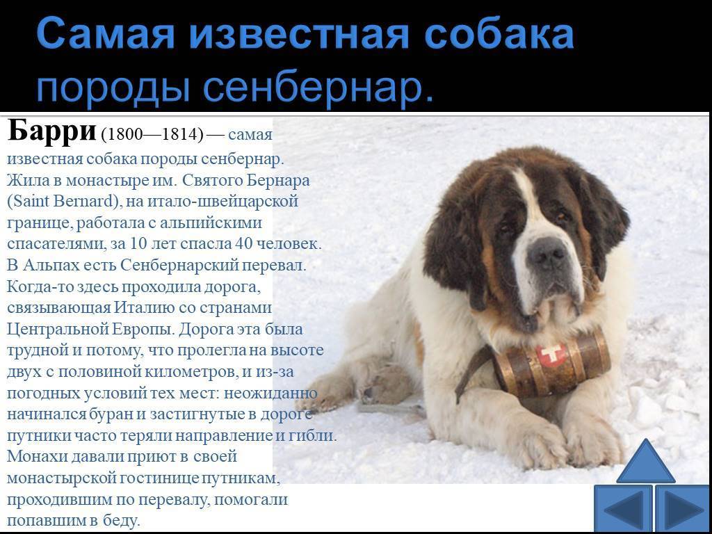 Сенбернар: характеристика породы, уход, содержание, преимущества и недостатки породы