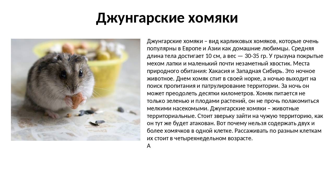 Могут ли хомяки жить вдвоем