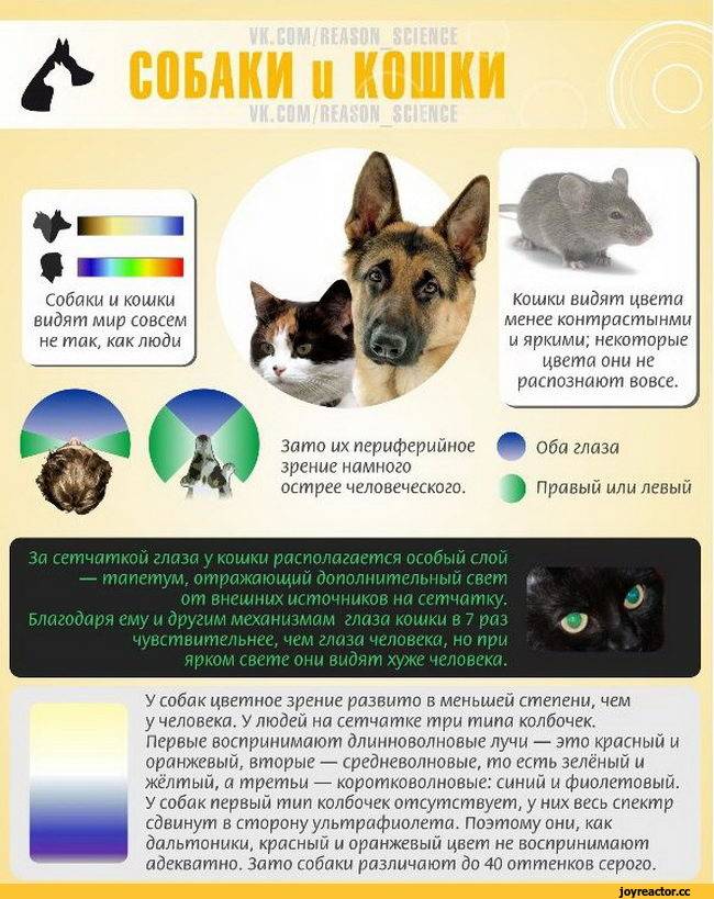 Как выглядит окружающий мир глазами собаки: особенности зрения у животных