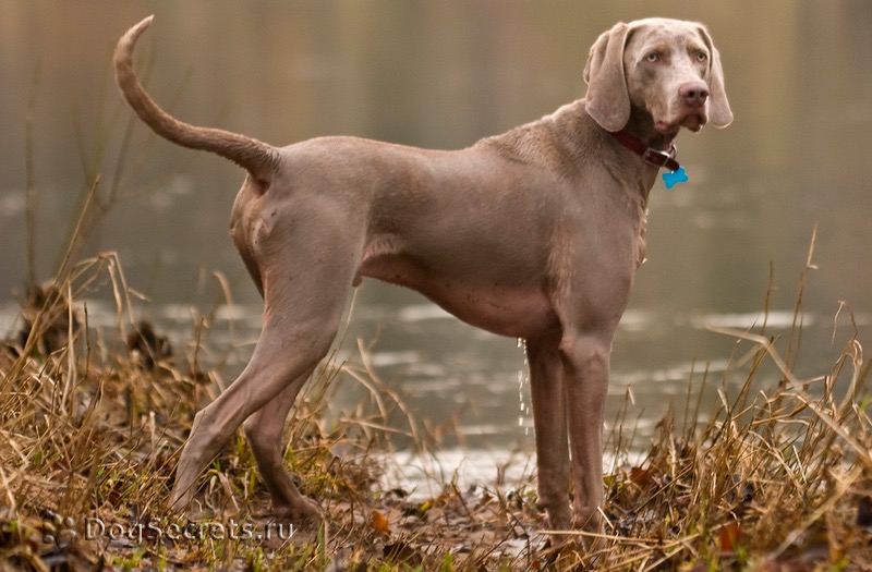 Собака веймаранер — описание породы, характери и стандарты по fci