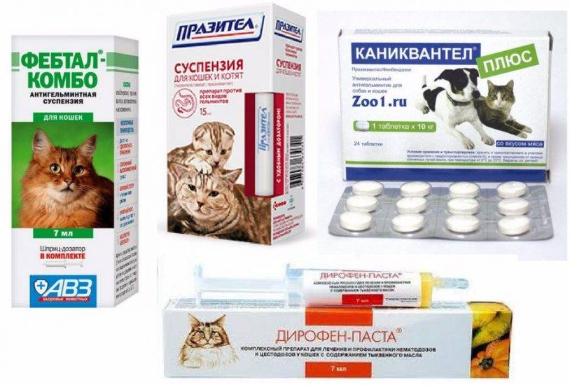 Можно ли глистогонить беременную кошку: применять таблетки и другие лекарственные средства, возможные последствия