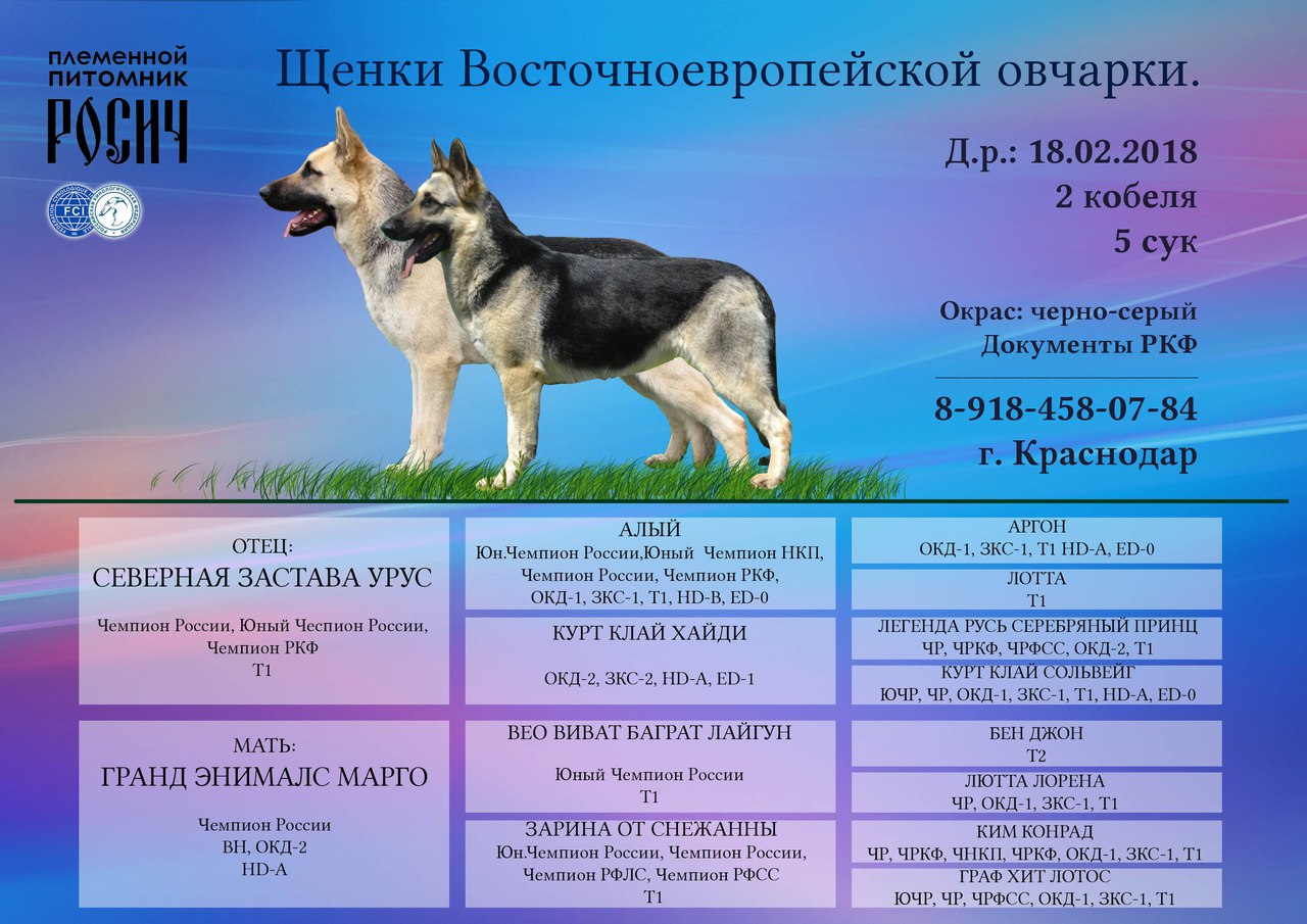 Овчарка восточно-европейская, особенности и история породы