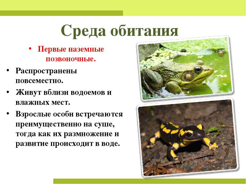 Лягушки
