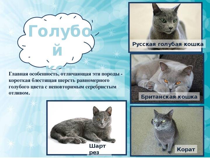10 самых известных аборигенных пород кошек россии. описание и фото — ботаничка