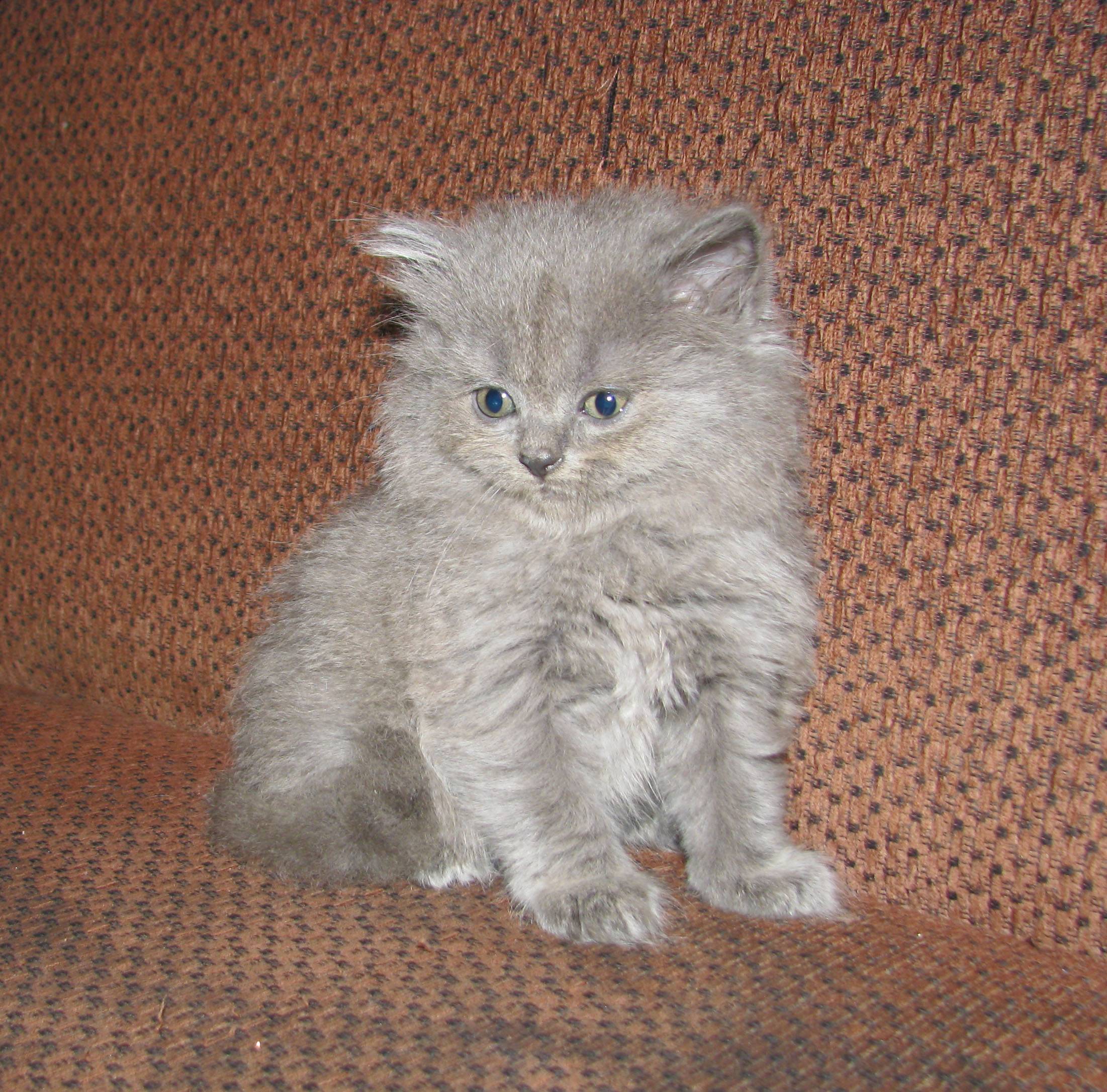 Британская длинношерстная кошка фото описание породы, характер, достоинства и недостатки