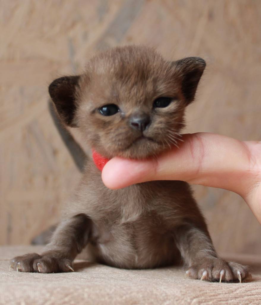 самые маленькие кошки мира фото с названиями