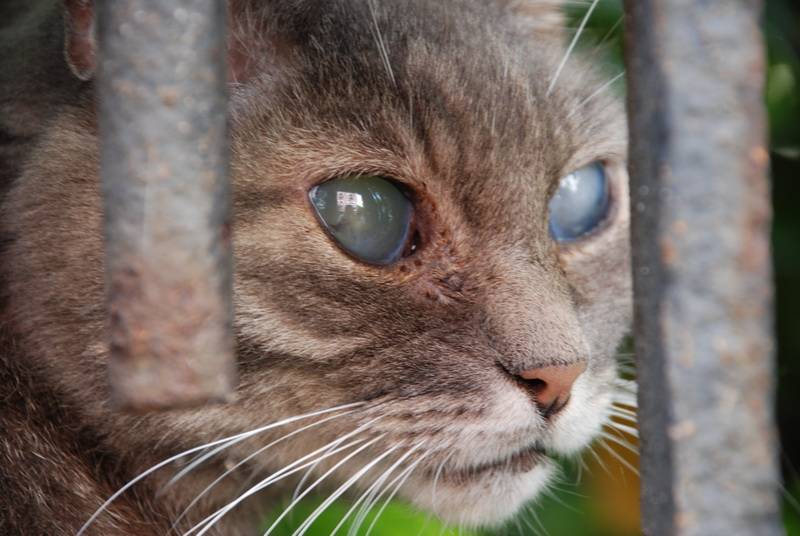 Катаракта у кошек: причины, симптомы, замена хрусталика