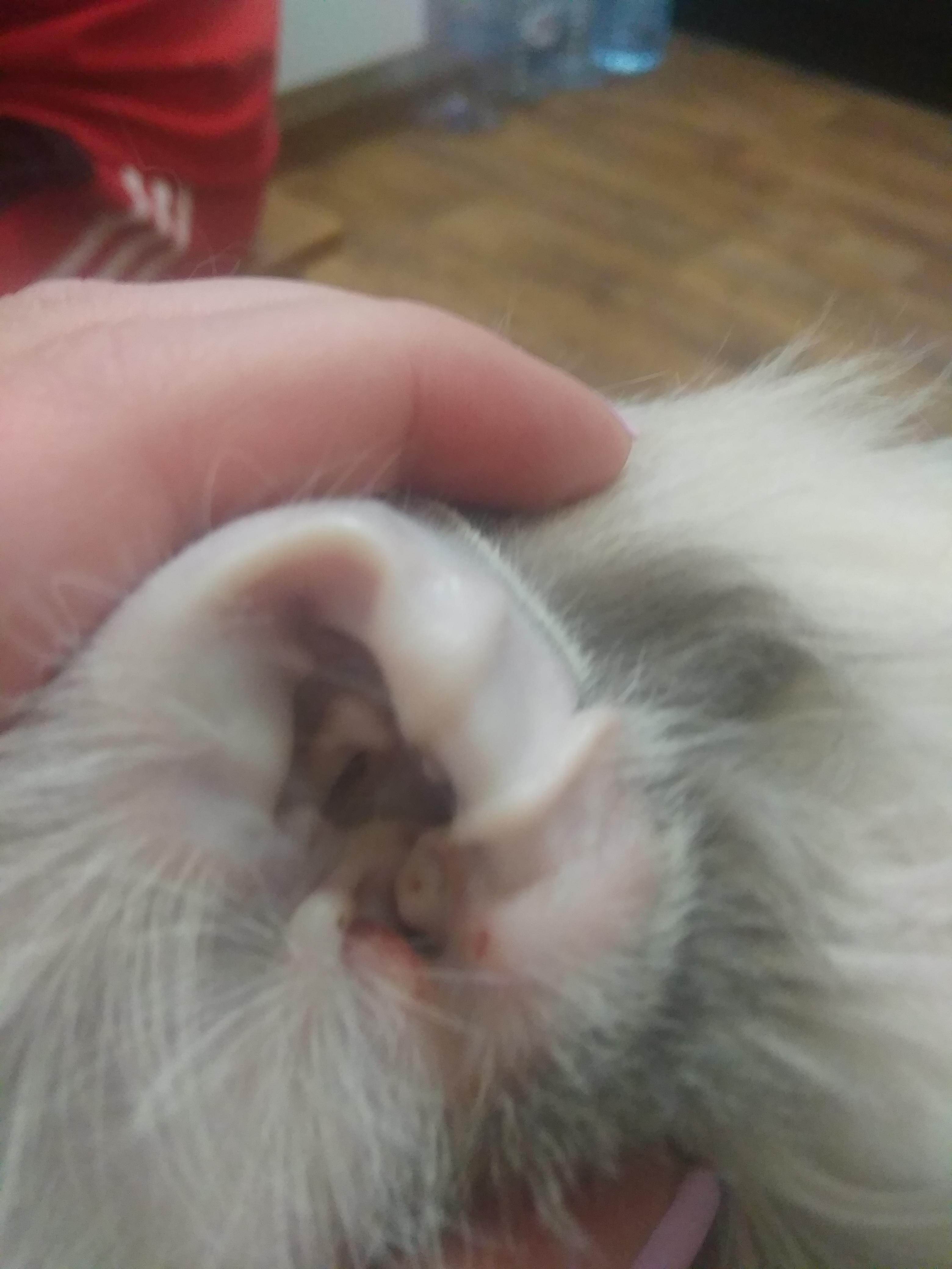 Кошка чешет уши и трясет головой: причины, что делать, чем лечить в домашних условиях