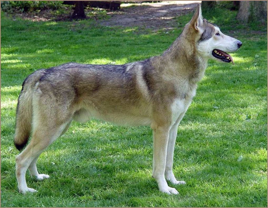 Чехословацкая волчья собака: фото, описание и характер породы, необходимый уход и содержание