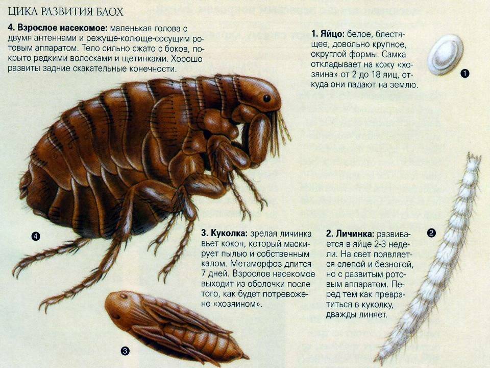Виды блох с картинками