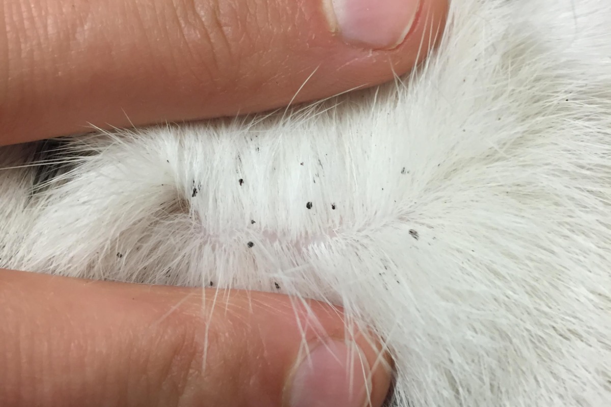 Как размножаются блохи у кошек и собак, стадии яиц и личинок у блох
