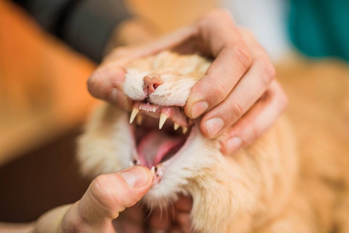 Зубной камень у кошек: причины возникновения и эффективные методы профилактики