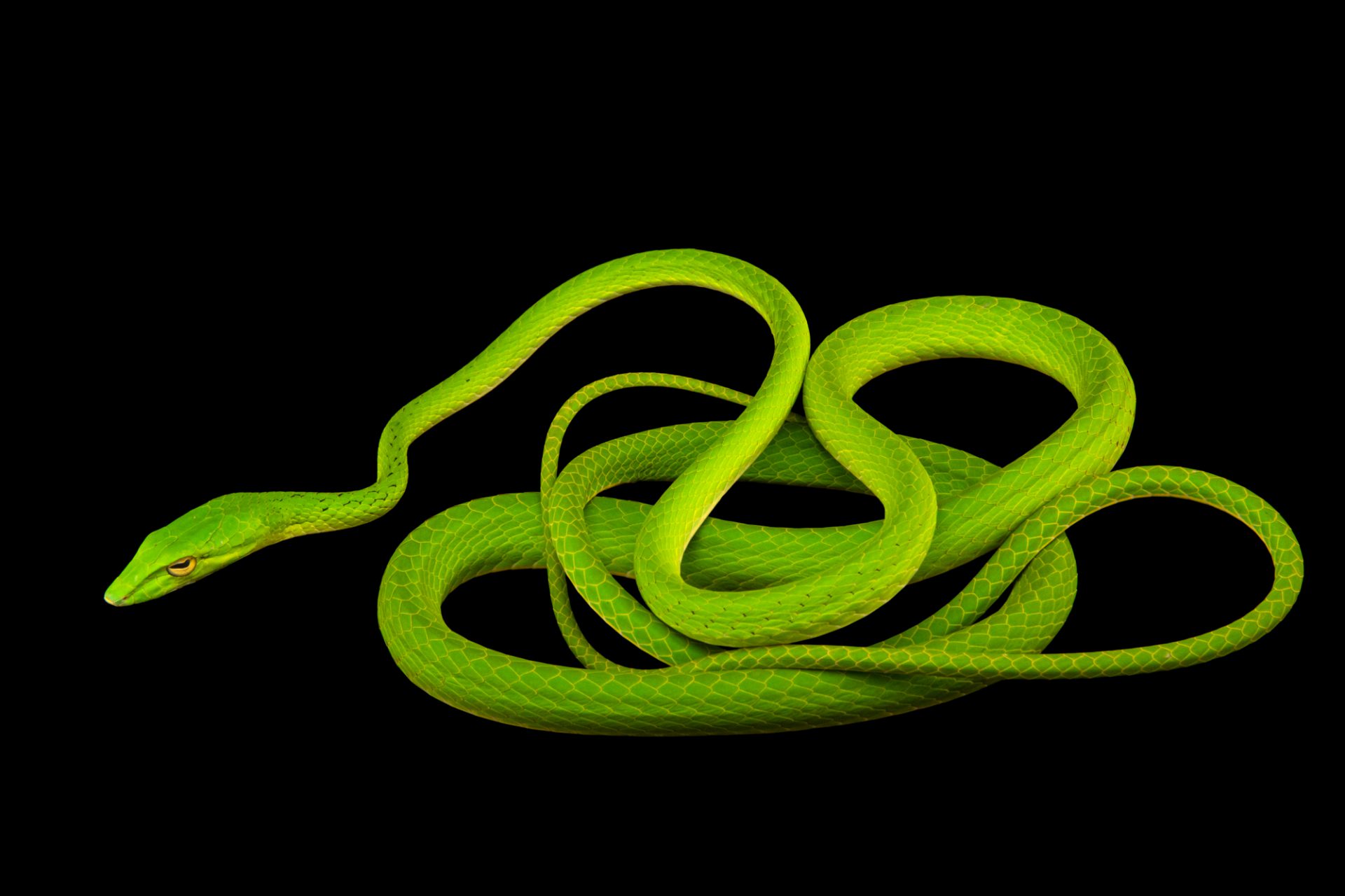 10 особенных змей, в существование которых трудно поверить