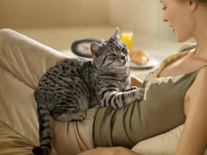 3 причины почему кошки мнут лапами одеяло