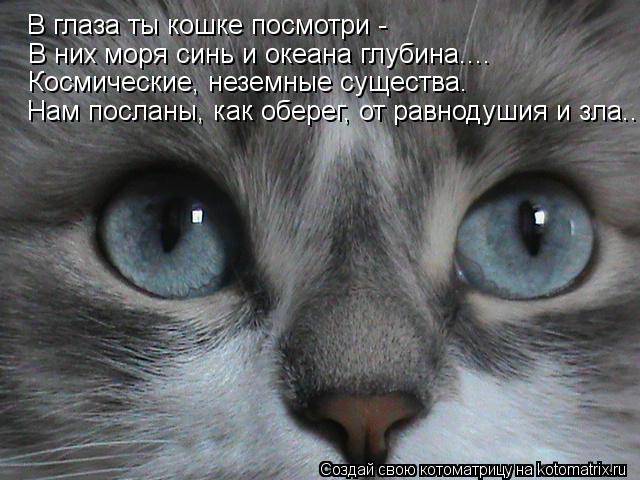 Почему нельзя смотреть кошке в глаза? что за этим таится