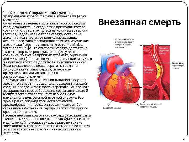 Инфаркт у собаки: бывает ли и у кого чаще, симптомы проблем с миокардом, лечение - блог о животных - zoo-pet.ru