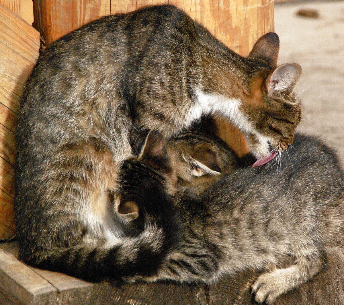 Забота о кошках. Забота о котенке. Забота о потомстве домашних животных. Мама кошка. Забота о потомстве у кошек.