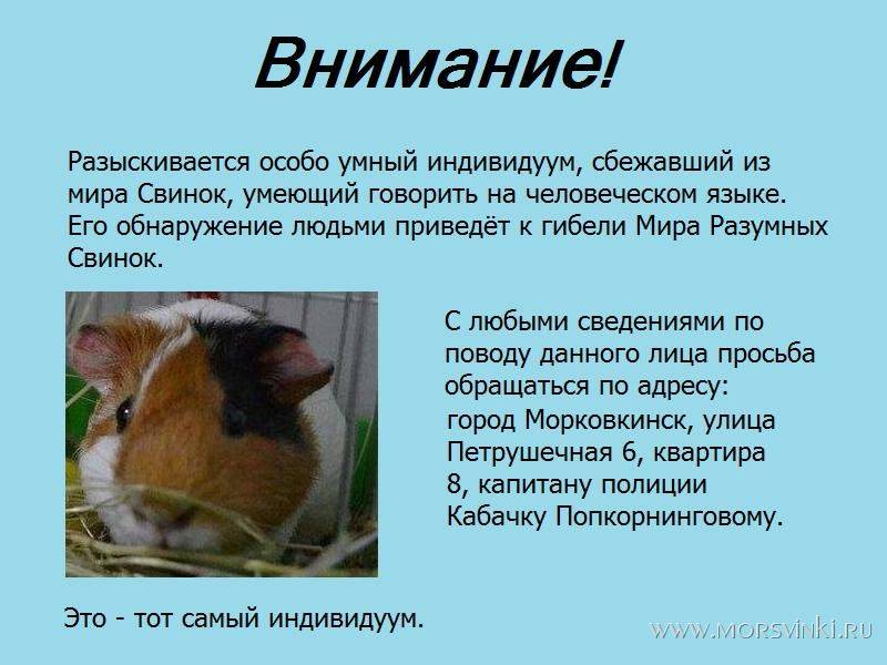 Каким образом морские свинки воспринимают окружающий мир?