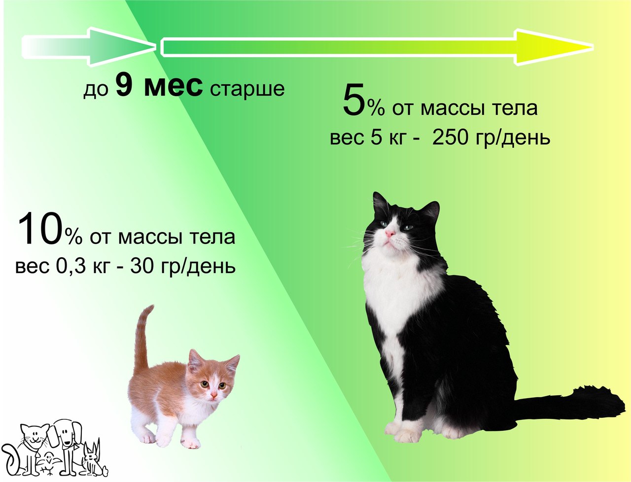 Как часто кошки ходят в туалет: сколько раз в день