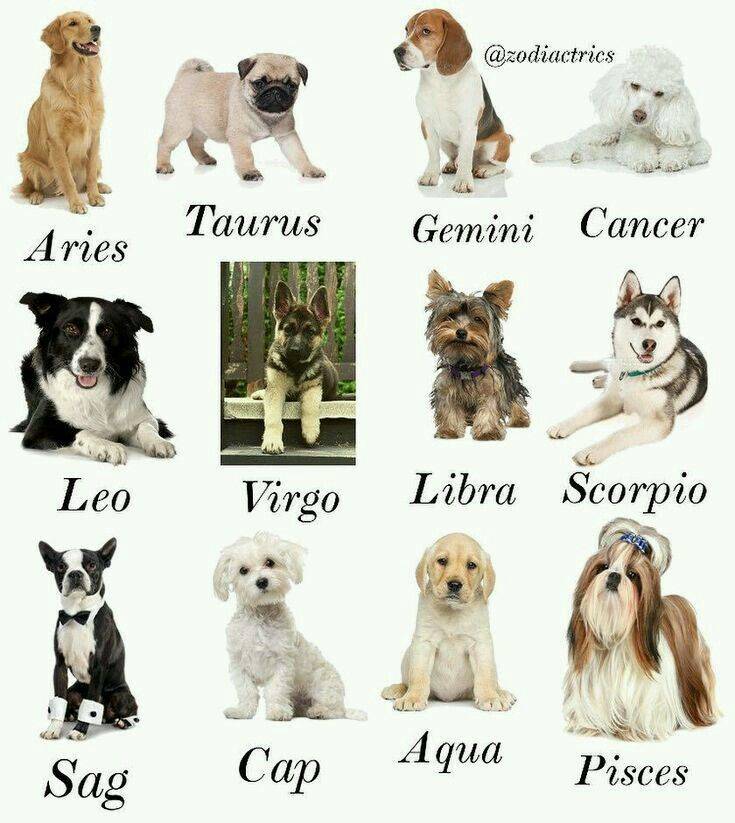 Какая собака подходит по знаку зодиака? как выбрать породу по знаку зодиака?