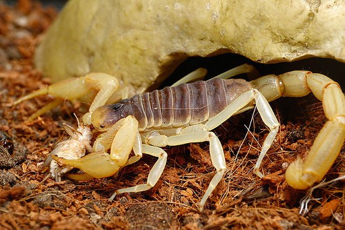 Скорпионы в террариуме