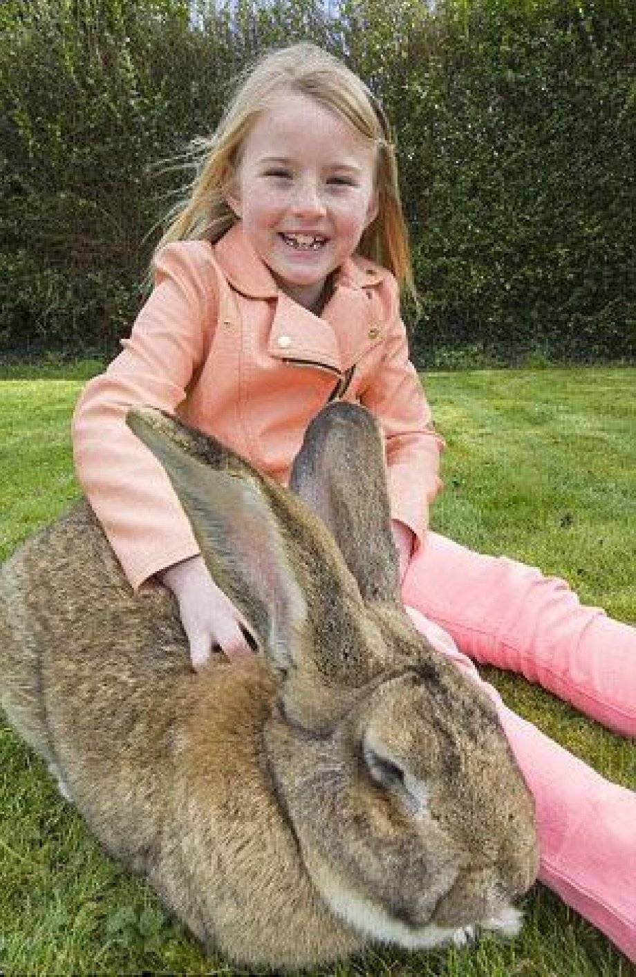 ✅ о самом большом кролике в мире: основные породы кроликов гигантов