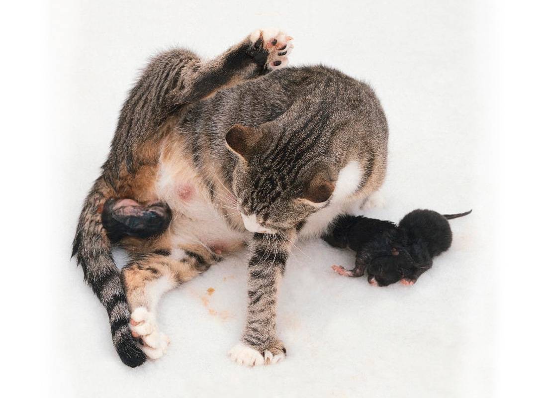 Предвестники скорых родов у кошек: признаки, которые нельзя пропустить | ваши питомцы