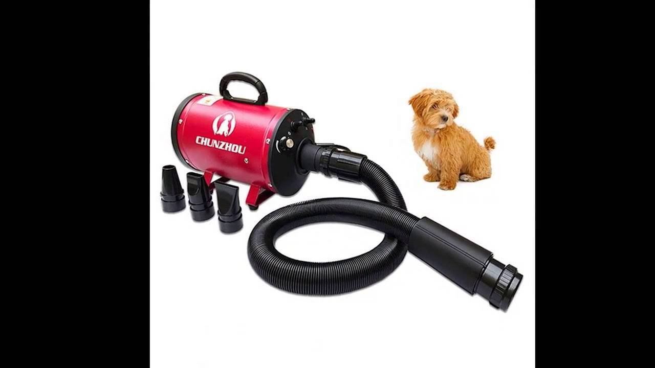 Как выбрать фен-компрессор для сушки кошек и собак в 2021 году