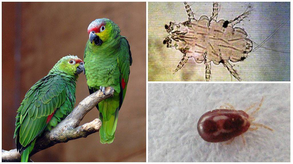 Клещи у попугаев - своевременная диагностика и лечение