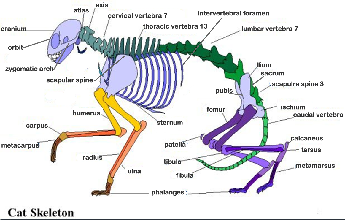 Скелет кота фото с описанием костей