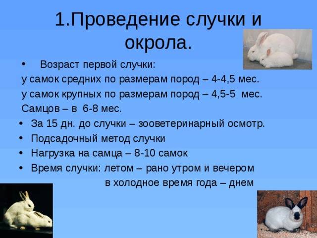 Крольчиха: роды, сколько крольчат рожает за один раз, что делать когда родила