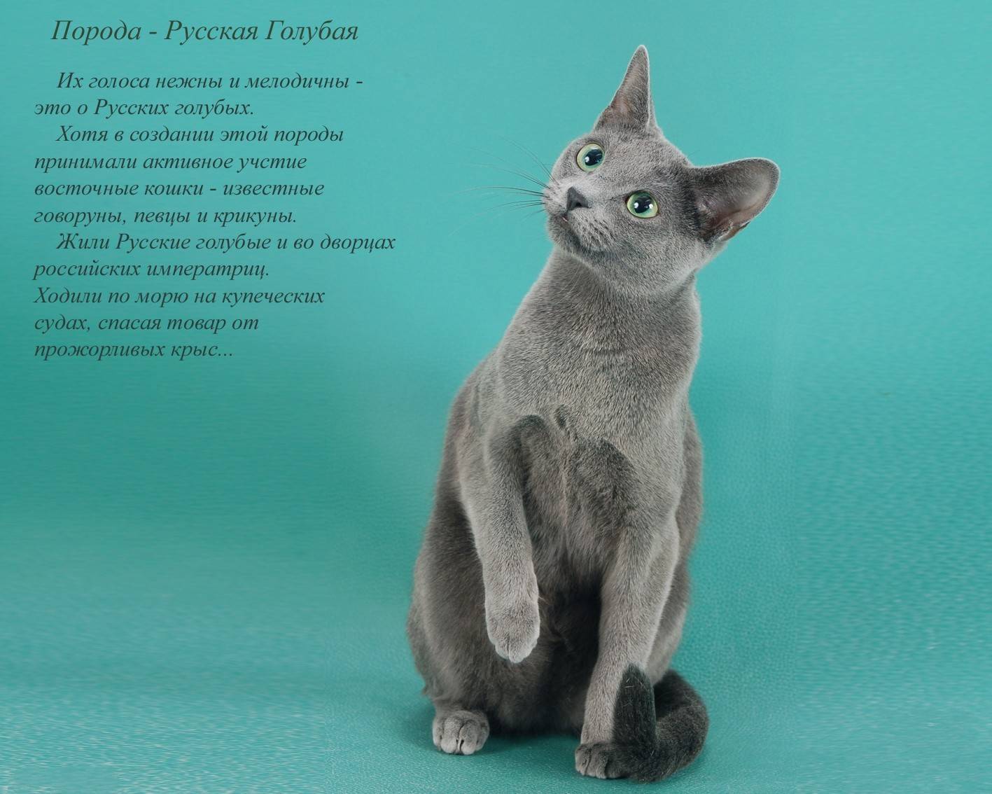 Русская голубая – аристократка мира кошек с загадочным происхождением: описание +видео и фото